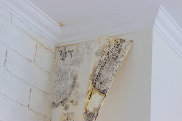 Trusted Cattaraugus, NY Mold Removal Experts